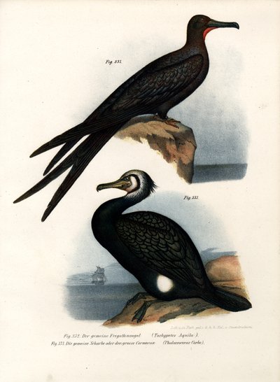 Great Frigate Bird by German School